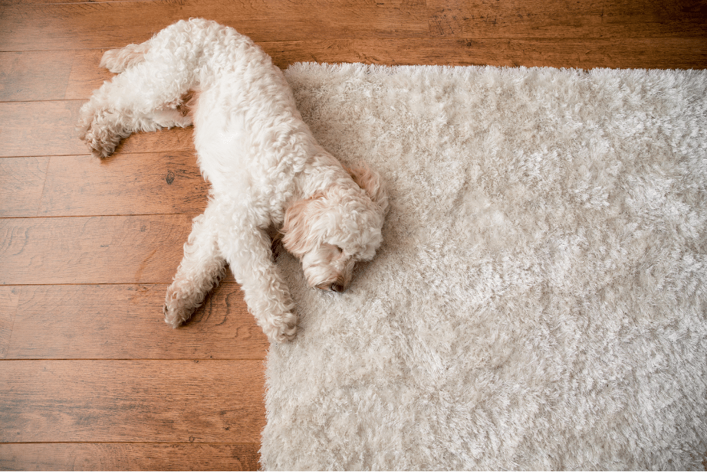 Small dog lying on a cosy rug, adding warmth and comfort to decorate your static caravan.