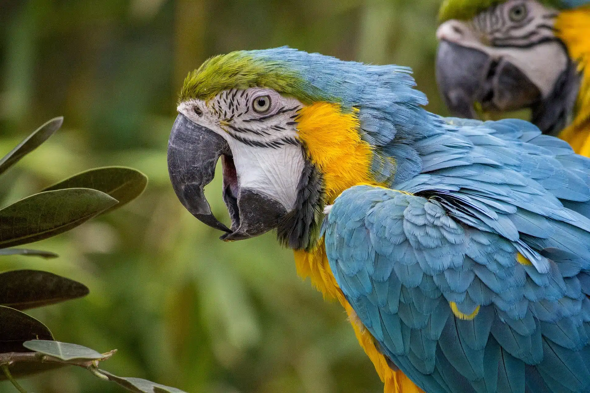 Colourful parrot at Lincolnshire Wildlife Park, one of the top animal attractions to visit near Mablethorpe.