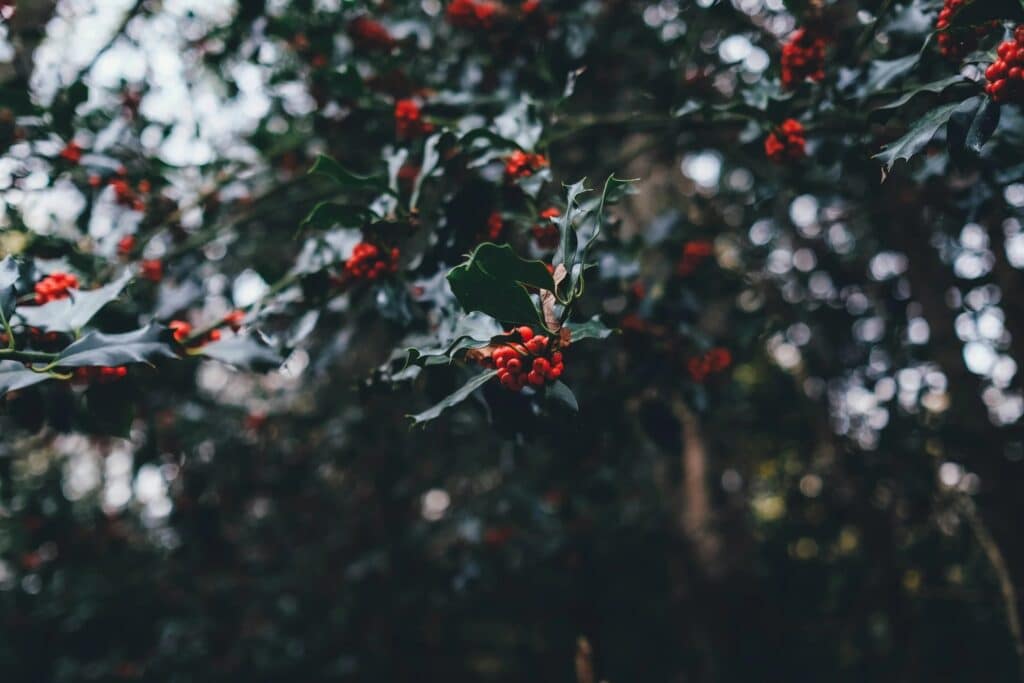 Close-up of Christmas holly leaves and red berries