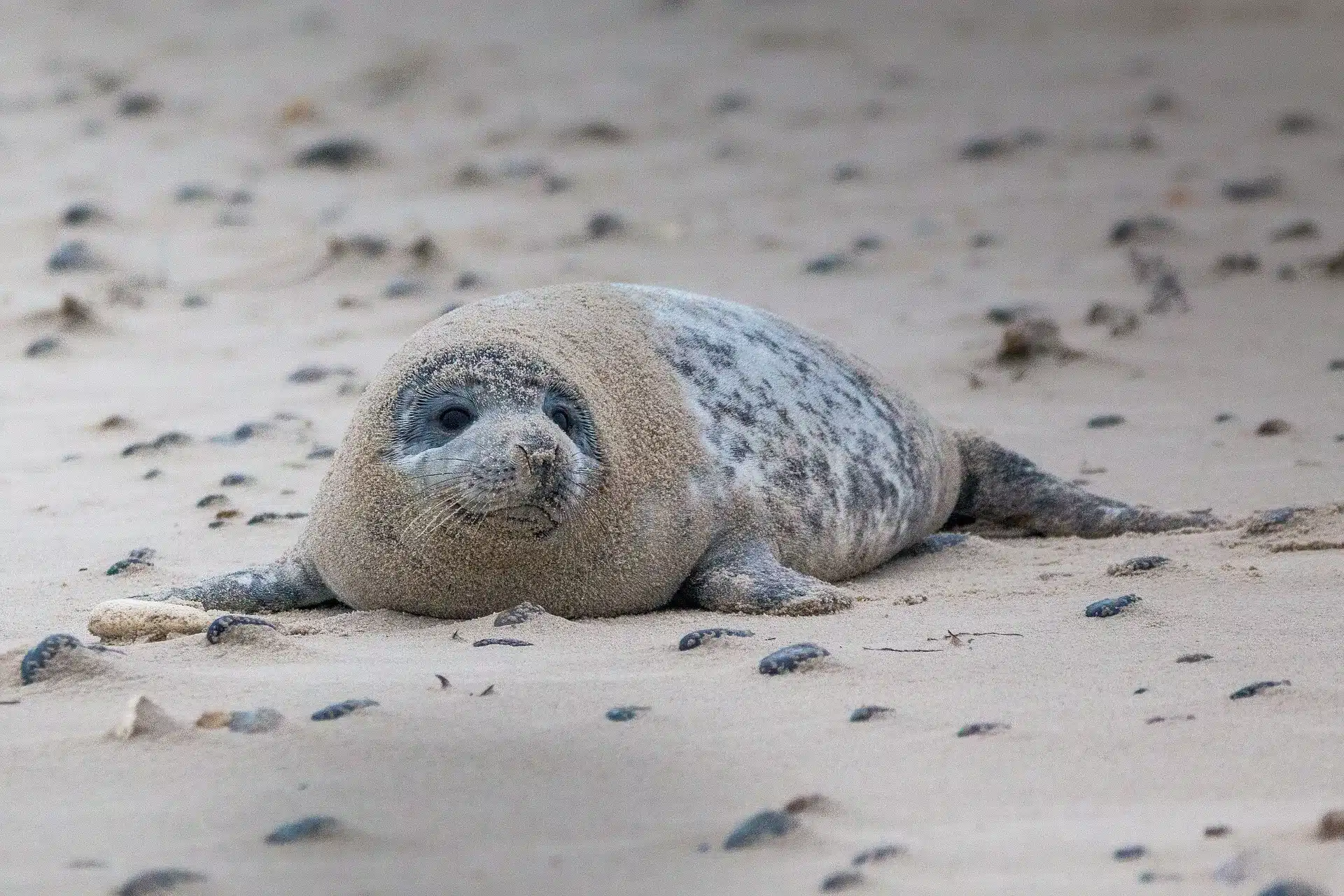 Seal lying on the beach along the Norfolk coast