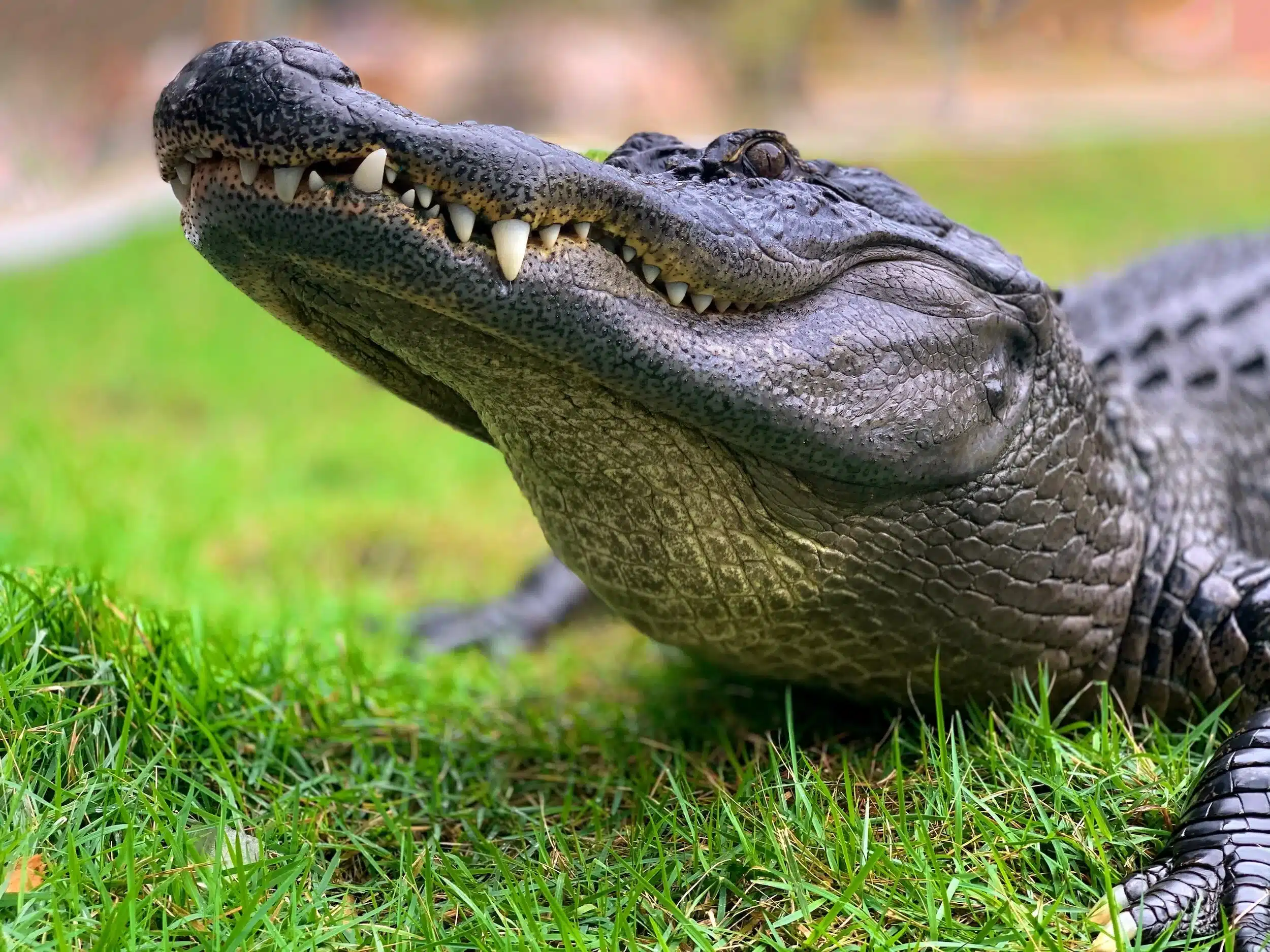 Crocodile at Natureland Seal Sanctuary, a fascinating animal attraction to visit near Mablethorpe.