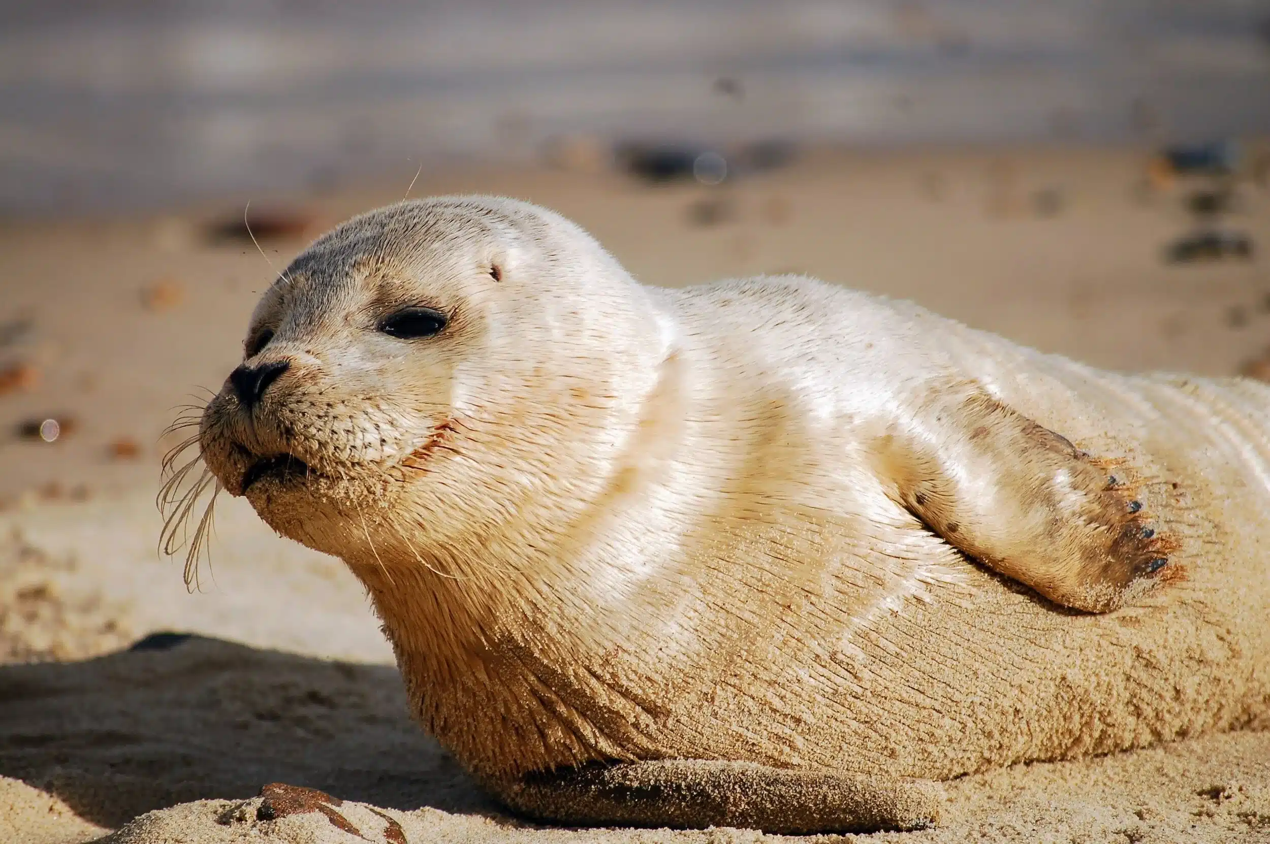 Seal resting at Mablethorpe Seal Sanctuary, among the best animal attractions to visit near Mablethorpe.
