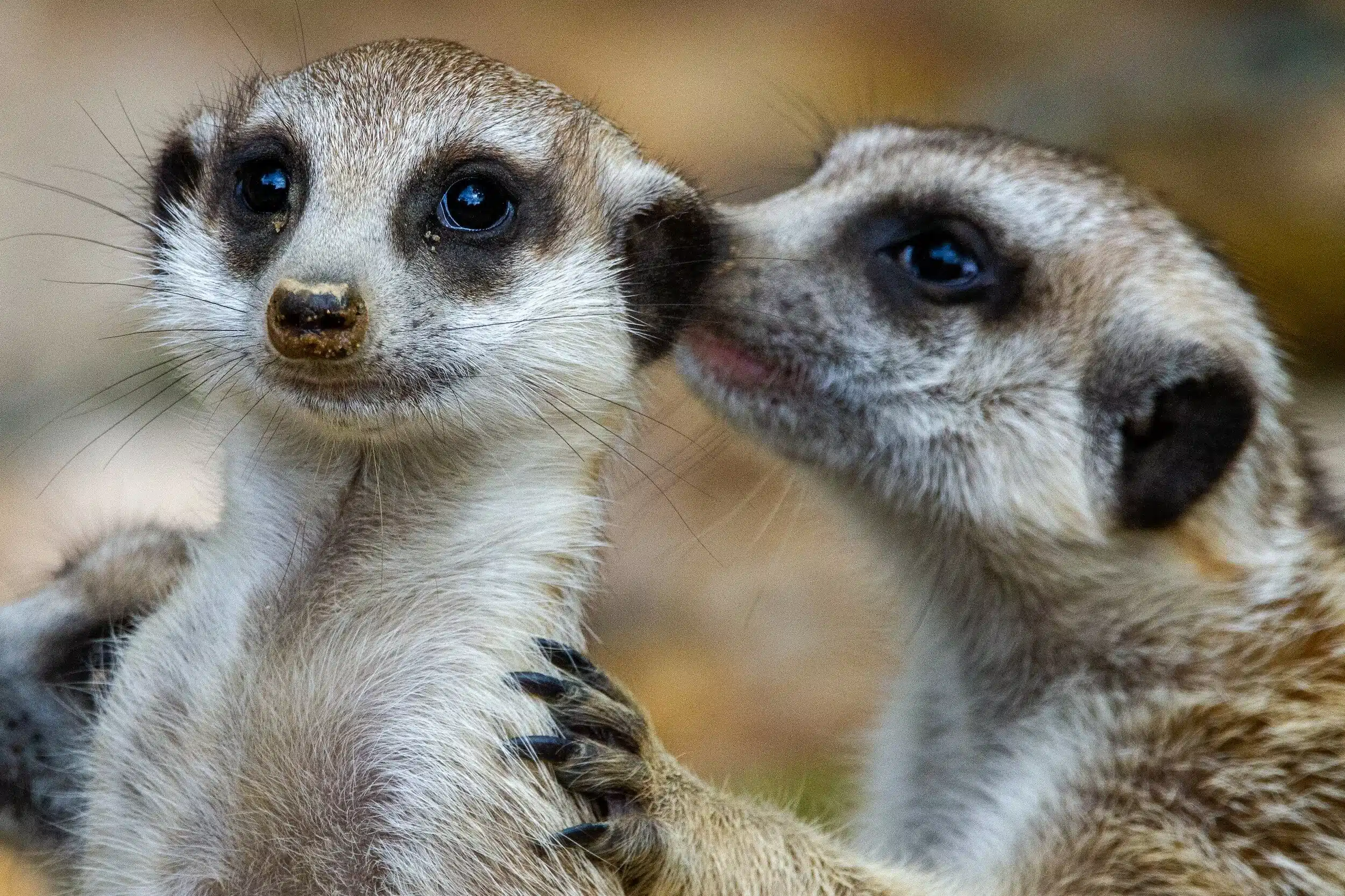 Two meerkats at Ark Wildlife & DINOSAUR Park, a unique animal attraction to visit near Mablethorpe.