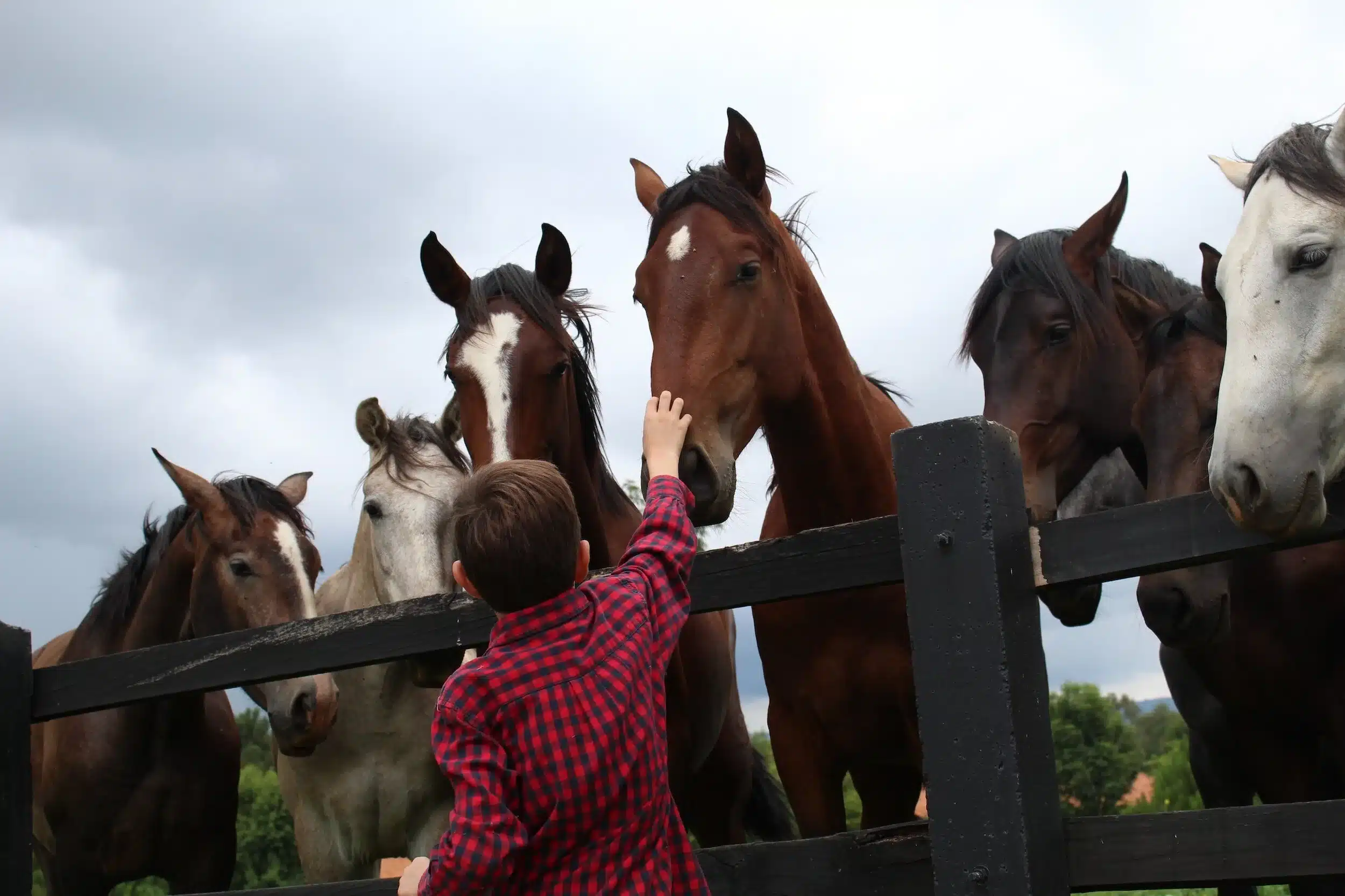 Child feeding horses at Brook House Farm, a popular animal attraction to visit near Mablethorpe.
