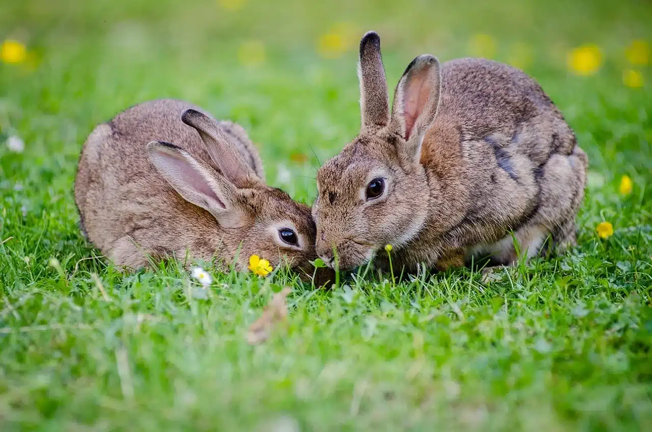 Two rabbits eating grass at Hardy’s Animal Farm, one of the charming animal attractions to visit near Mablethorpe.