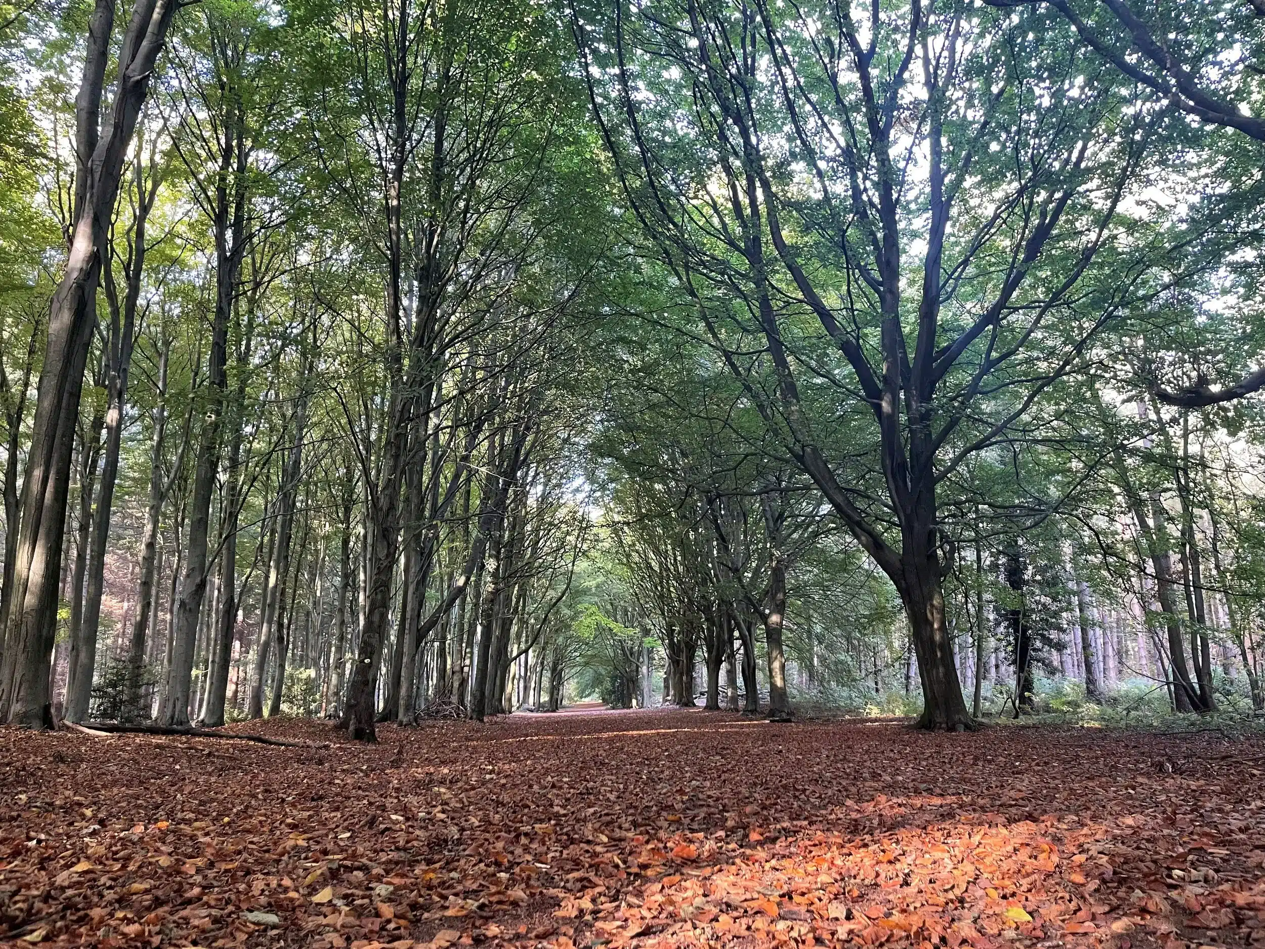 Autumn leaves at Bacton Wood, one of the top Autumn Walks in Norfolk and Suffolk.