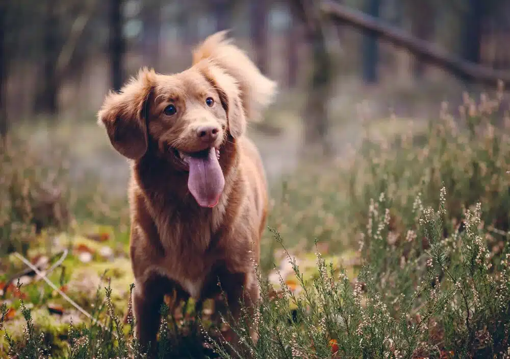 Brown dog in green field and forest.jpg