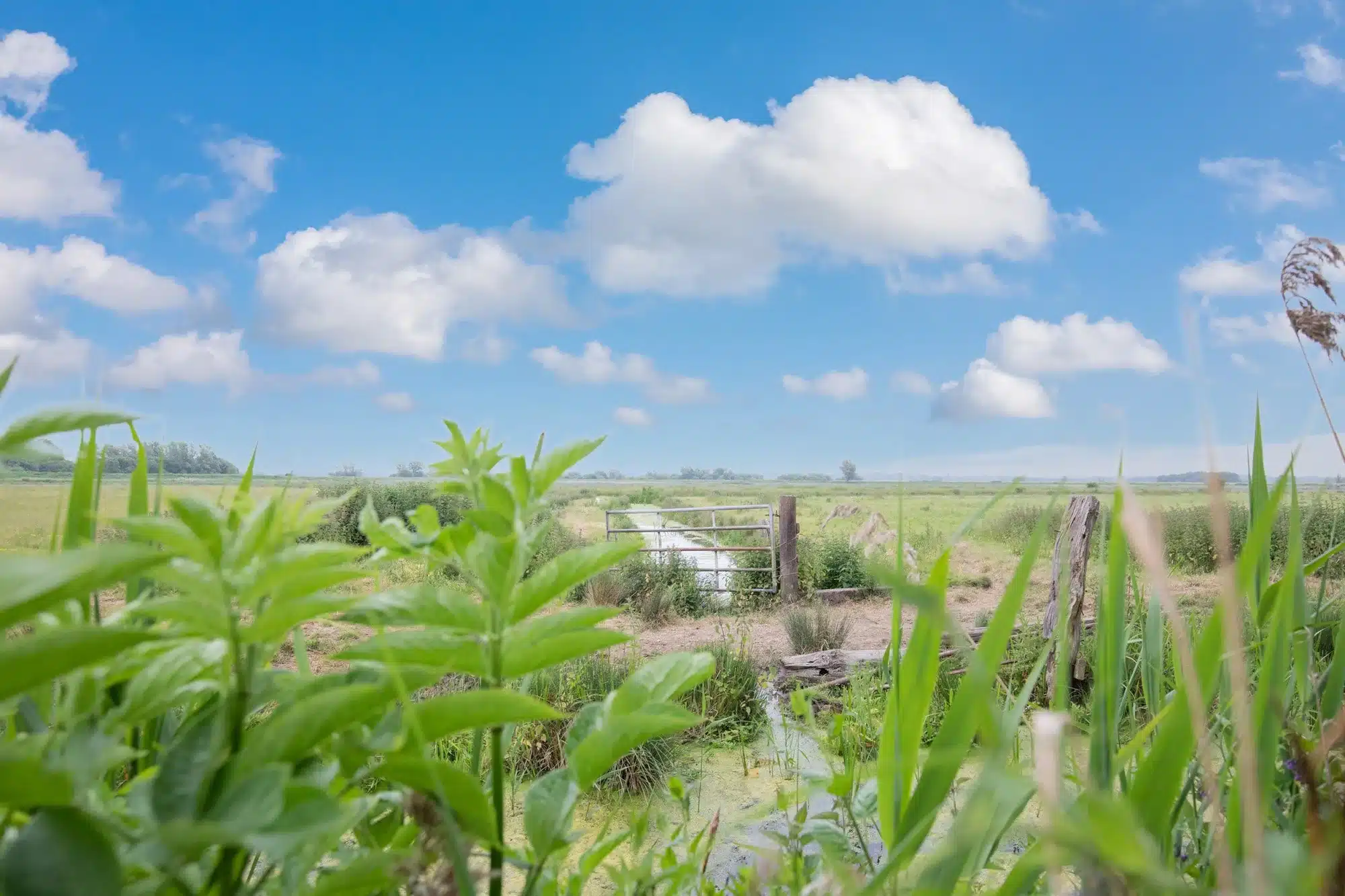 The Broads countryside