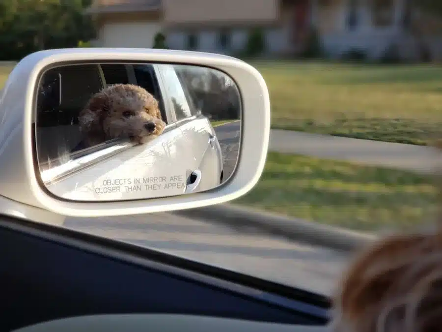 Small dog looking out of car window