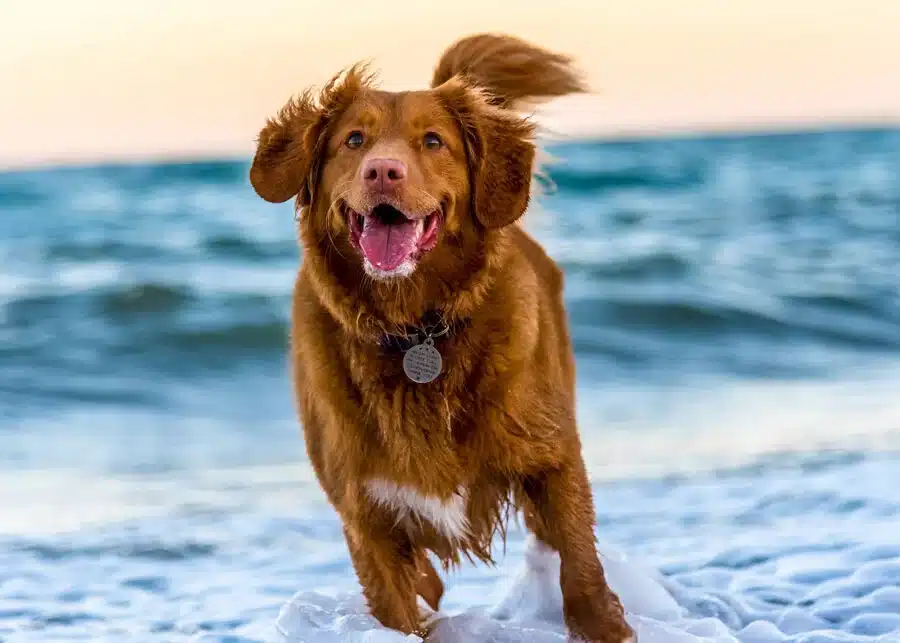 Dog running out of blue sea