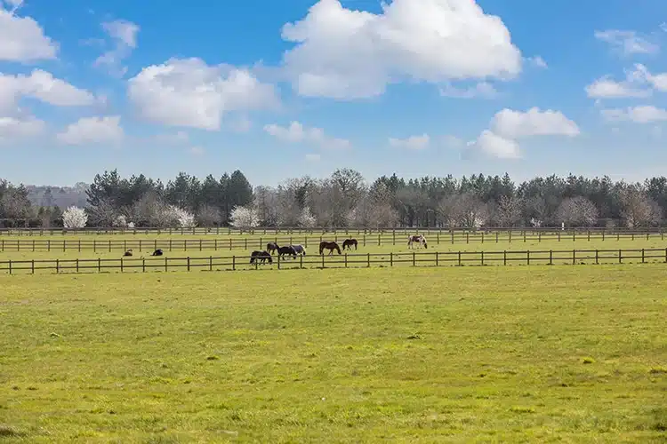 Redwings Horse Sanctuary Tingdene Caldecott Hall Country Park