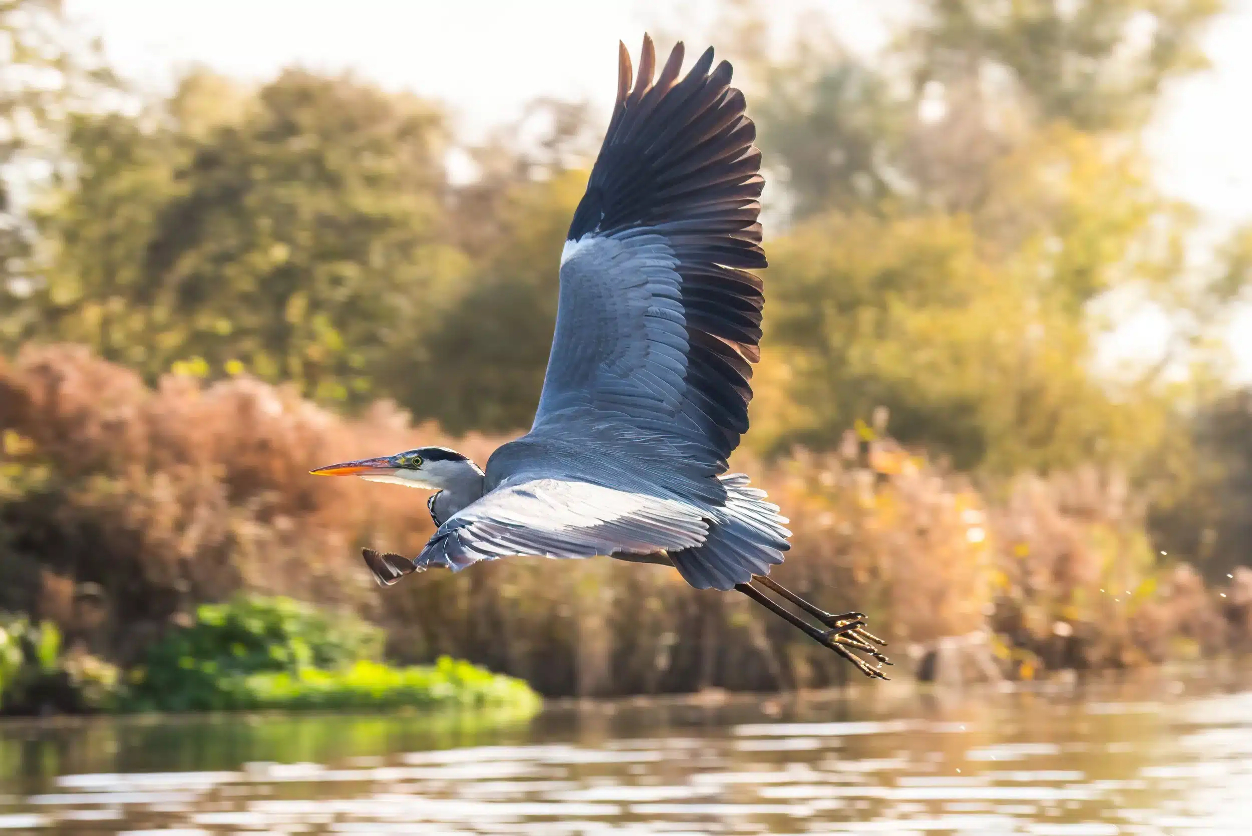 Bird flying above a calm body of water.