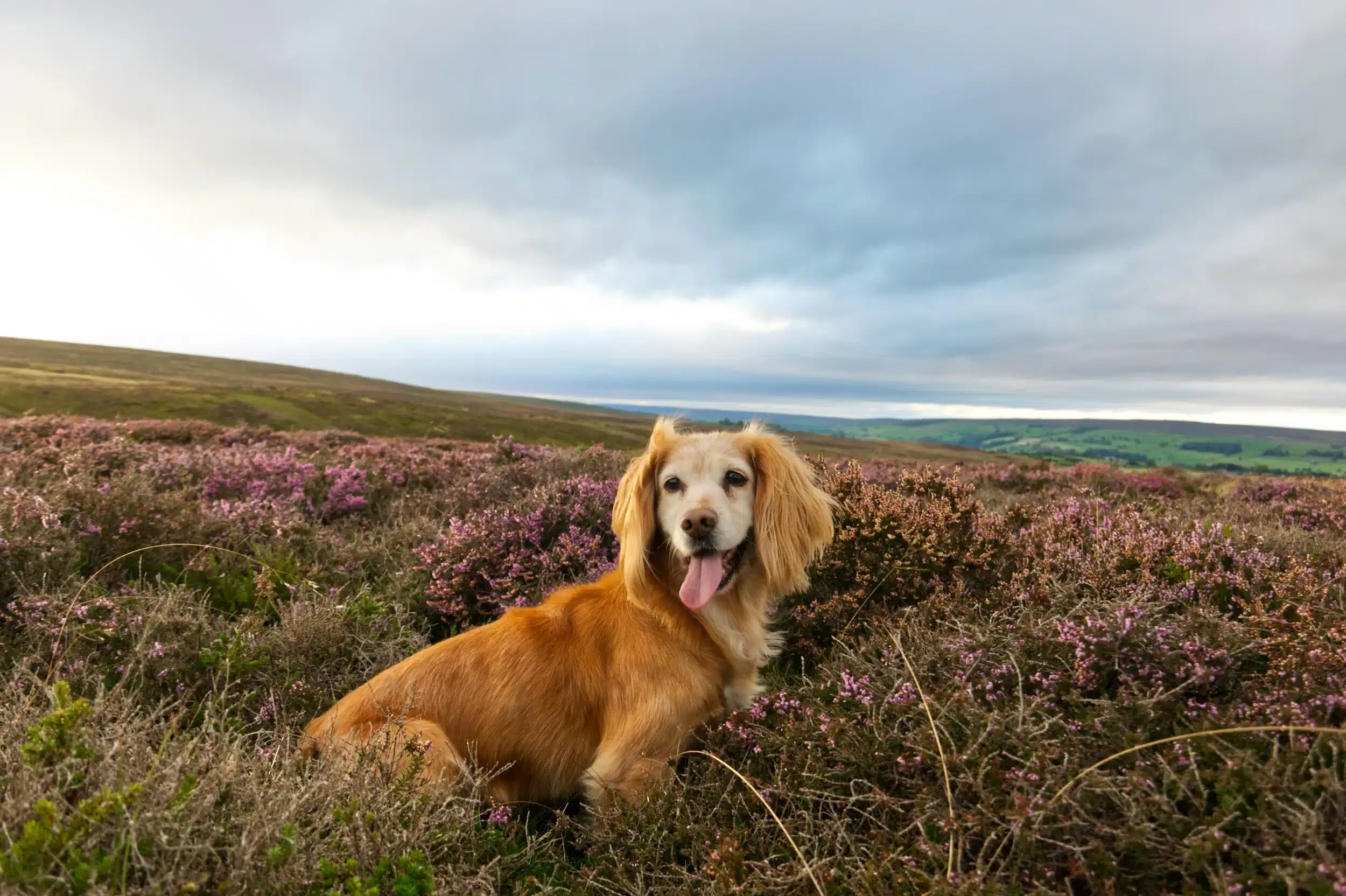 Happy dog sitting on grass mountain
