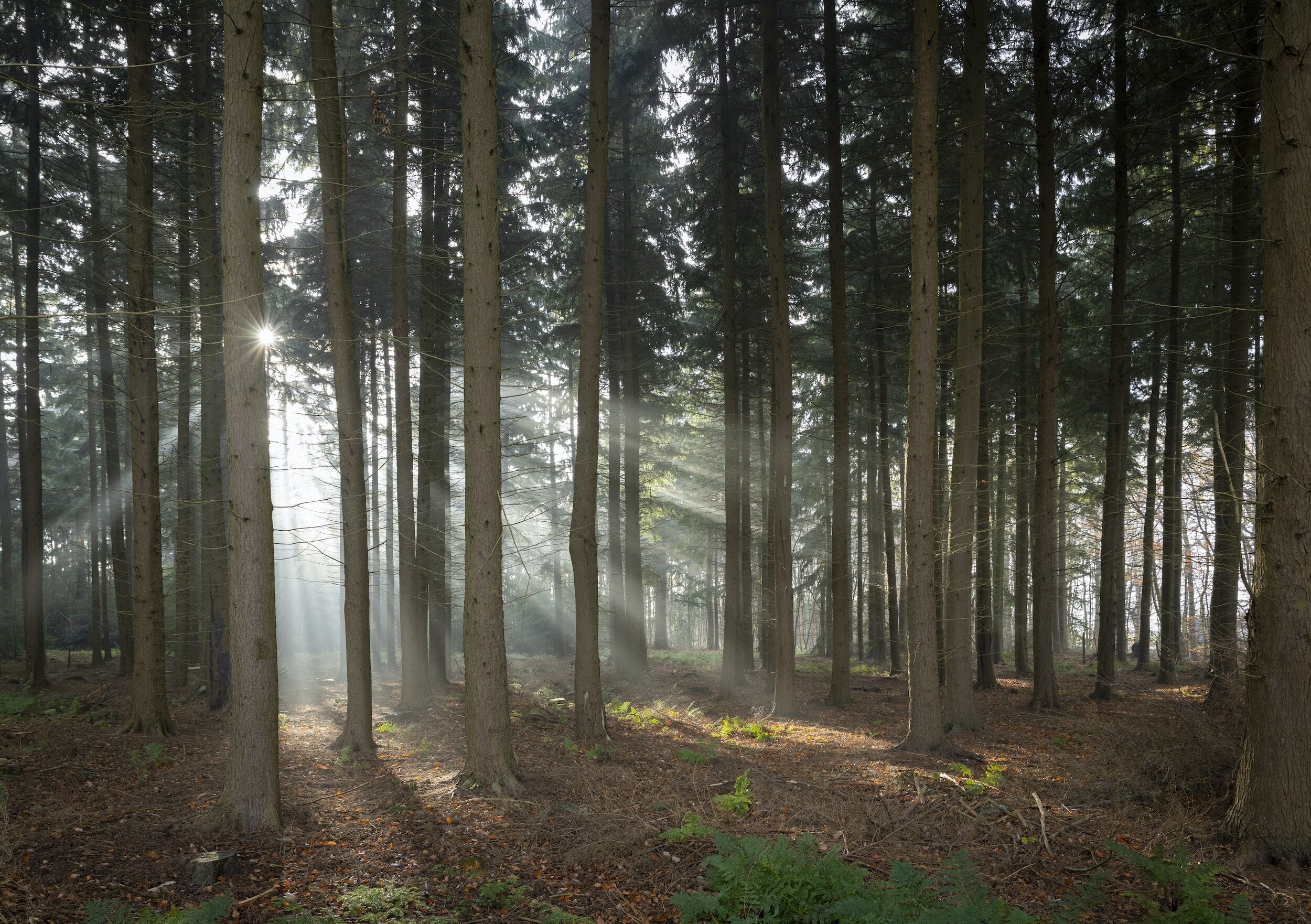 Tranquil forest scene with tall pines and soft light