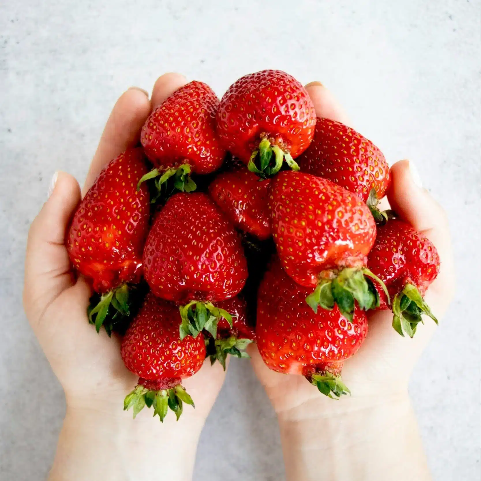 Freshly picked strawberries held in hand during pick-your-own season in Norfolk and Suffolk