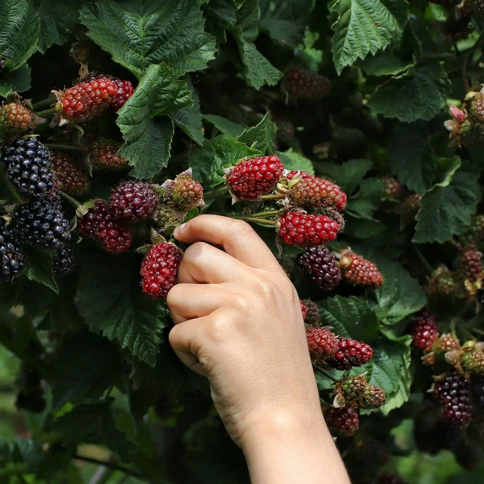 Hand picking ripe red raspberries from a bush
