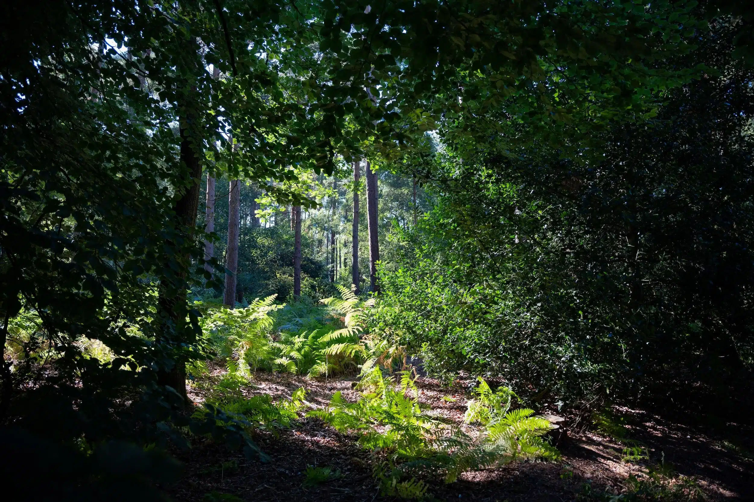 Sandringham Estate Woodland