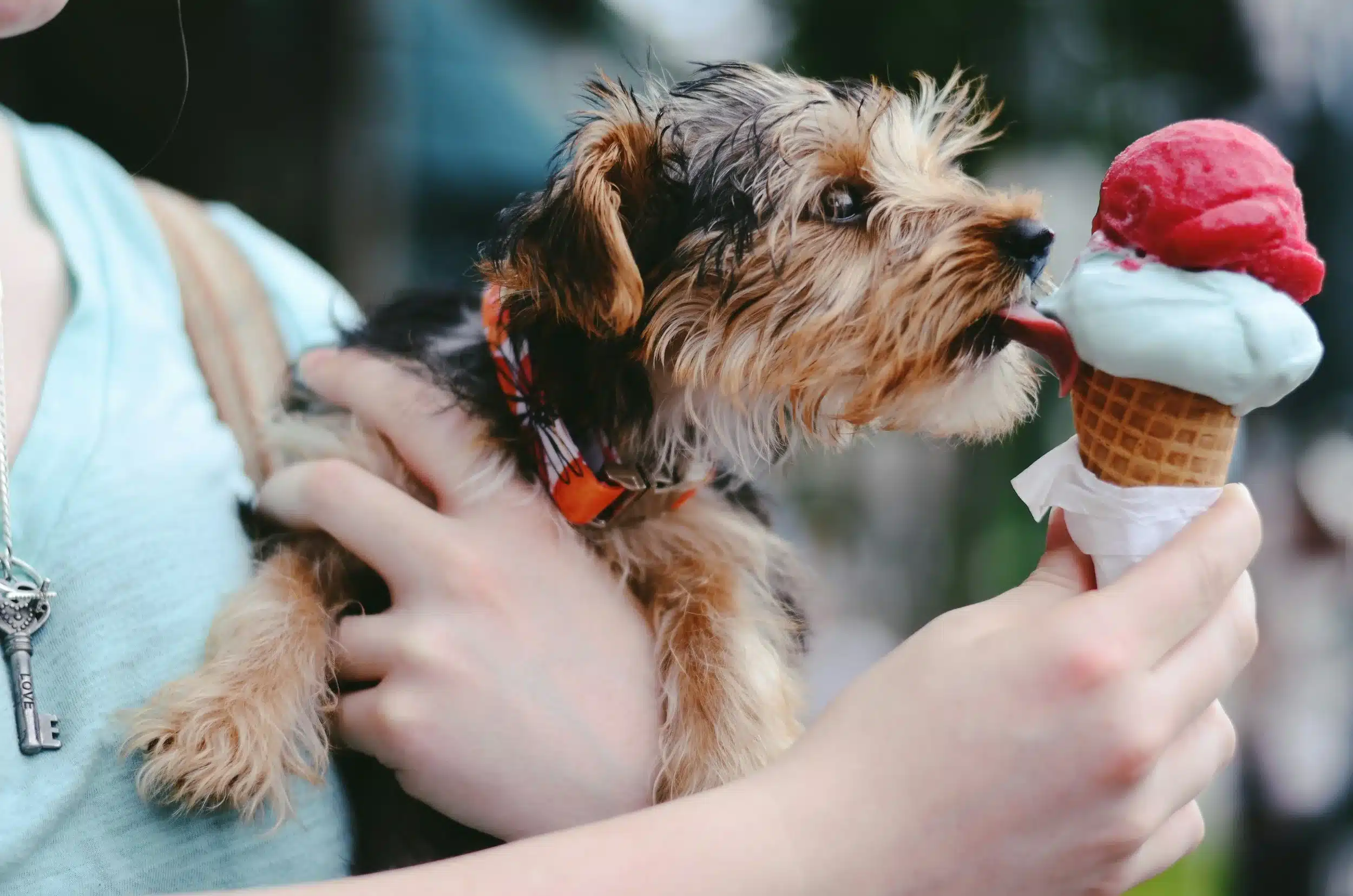 Cute dog licking an ice cream cone