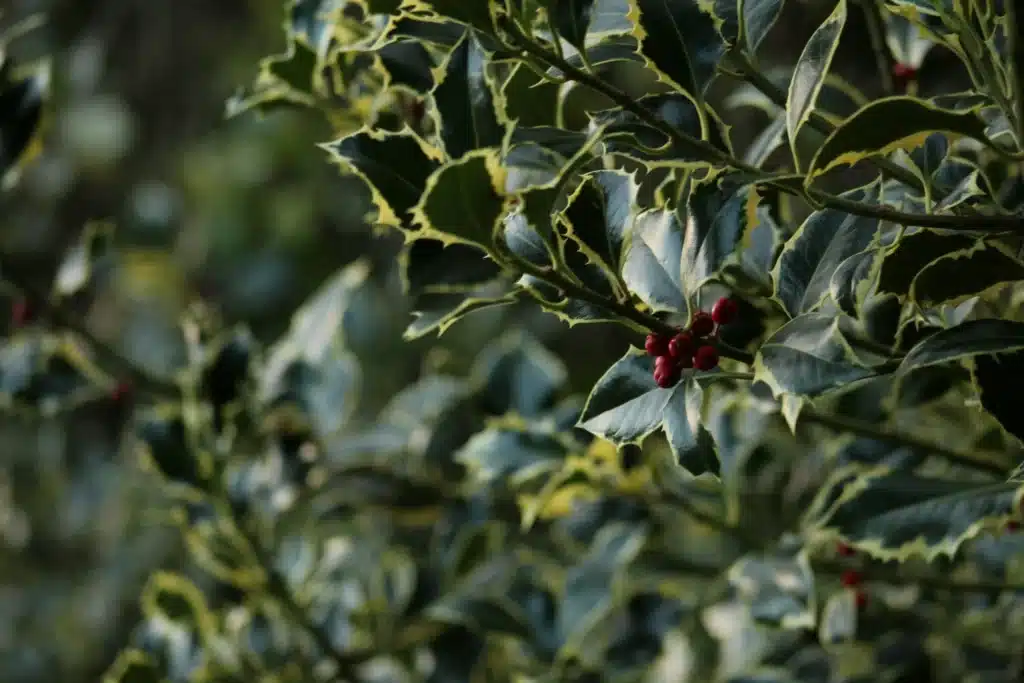 Christmas in Suffolk means frumenty, yule logs and holly